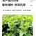 串叶松香草种子中华神菊多年生猪牛羊鹅畜禽牧草籽香槟菊