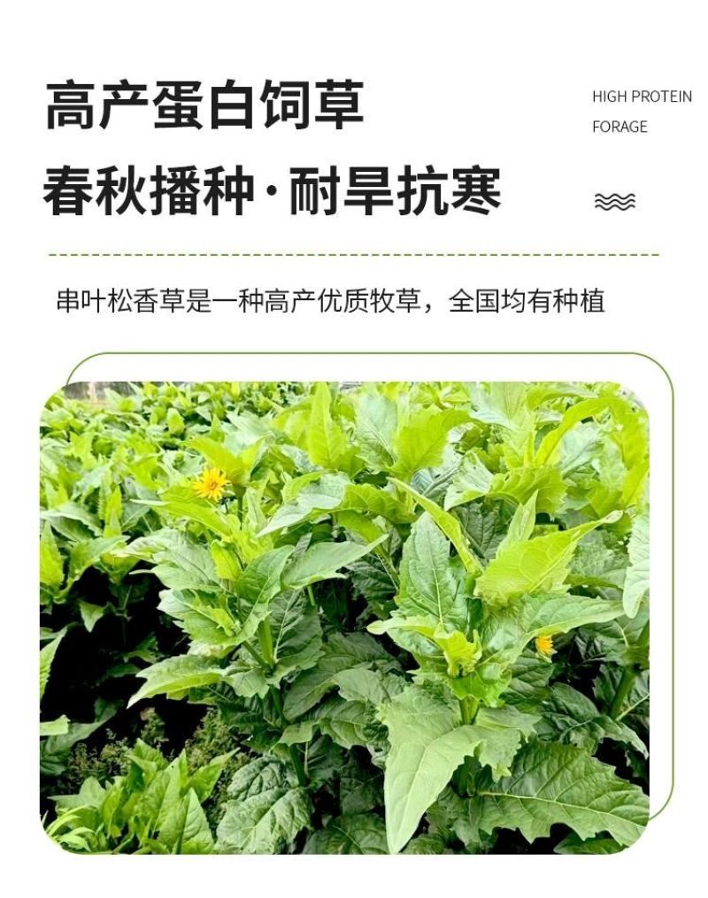 串叶松香草种子中华神菊多年生猪牛羊鹅畜禽牧草籽香槟菊