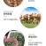 串叶松香草种子中华神菊多年生猪牛羊鹅畜禽牧草籽香槟菊
