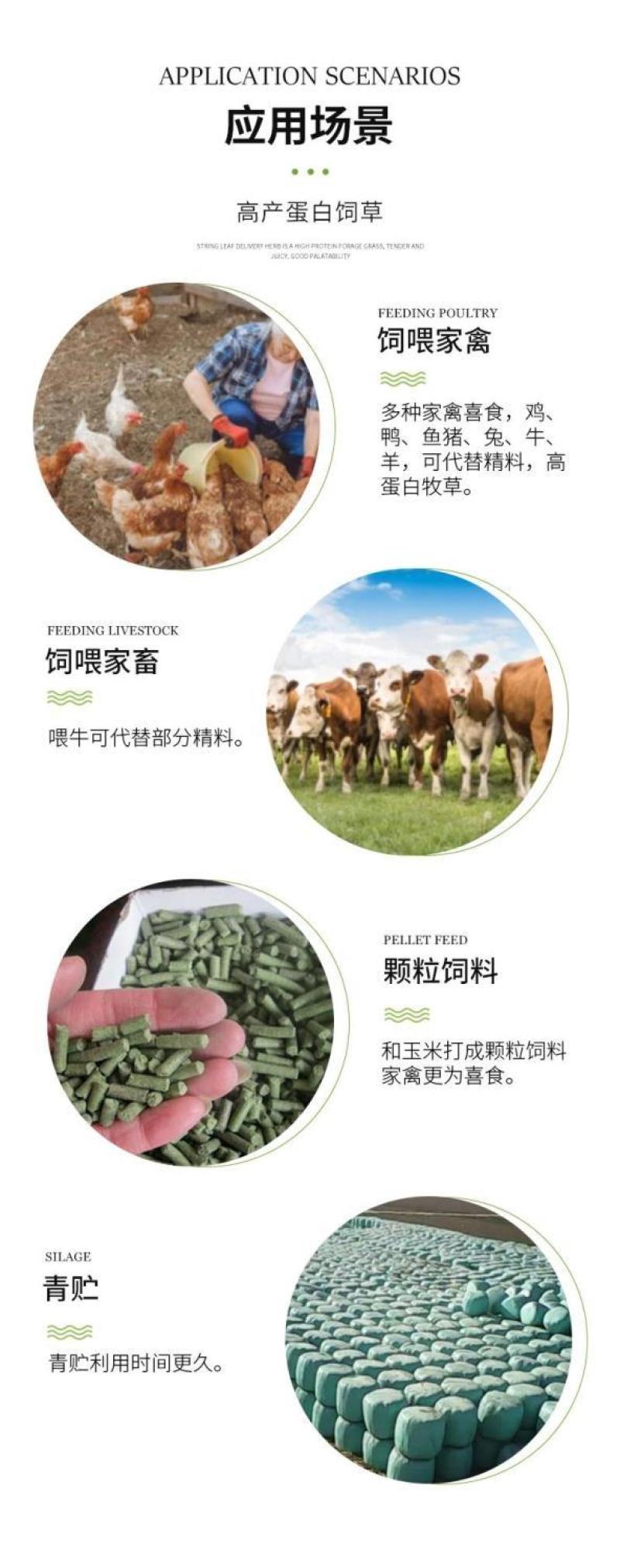 串叶松香草种子中华神菊多年生猪牛羊鹅畜禽牧草籽香槟菊