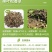 串叶松香草种子中华神菊多年生猪牛羊鹅畜禽牧草籽香槟菊