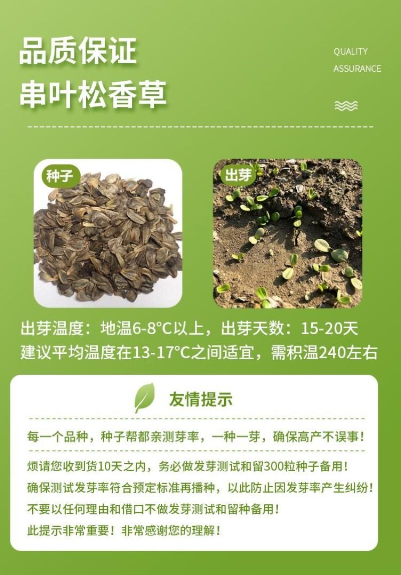 串叶松香草种子中华神菊多年生猪牛羊鹅畜禽牧草籽香槟菊