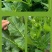 串叶松香草种子中华神菊多年生猪牛羊鹅畜禽牧草籽香槟菊