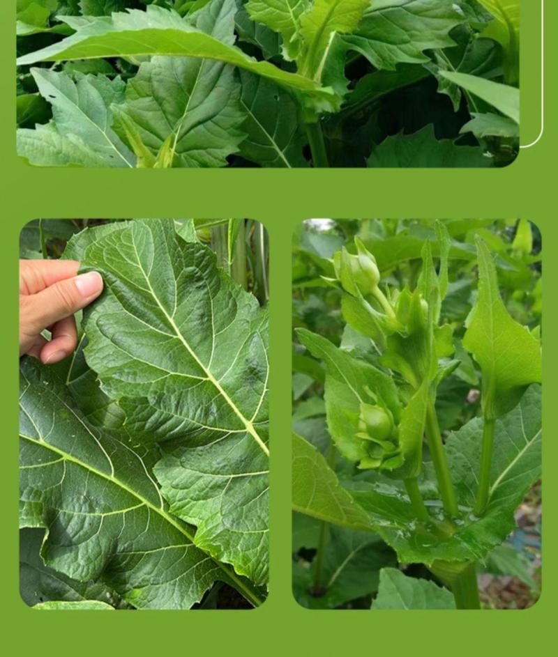 串叶松香草种子中华神菊多年生猪牛羊鹅畜禽牧草籽香槟菊