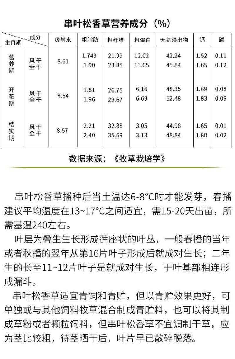 串叶松香草种子中华神菊多年生猪牛羊鹅畜禽牧草籽香槟菊