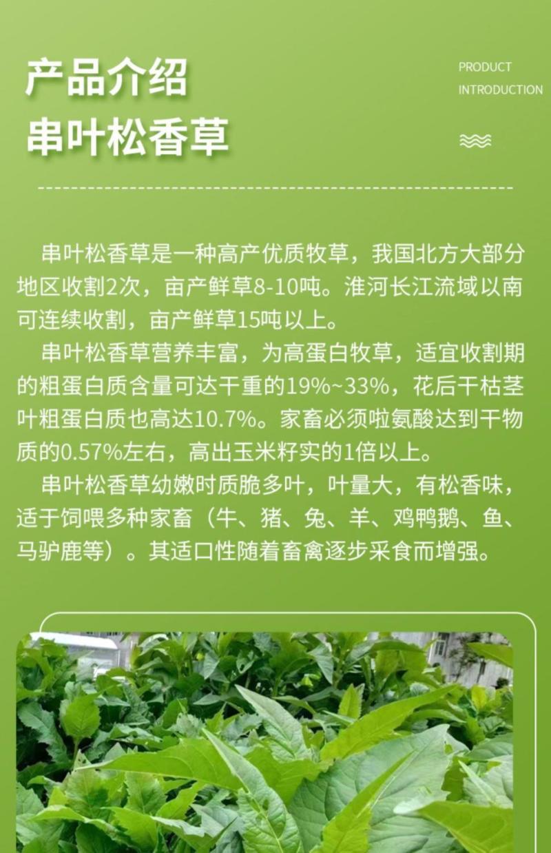 串叶松香草种子中华神菊多年生猪牛羊鹅畜禽牧草籽香槟菊