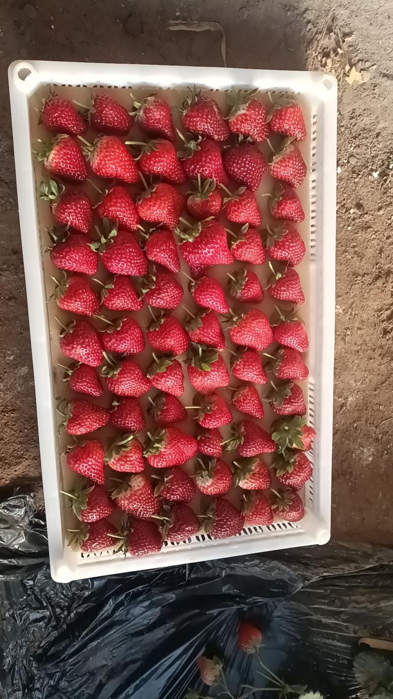 草莓园批发，