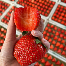 丹东草莓99草莓红颜草莓品质现摘现发诚信合作欢迎来电