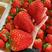 丹东草莓99草莓红颜草莓品质保障现摘现发诚信合作欢迎来电