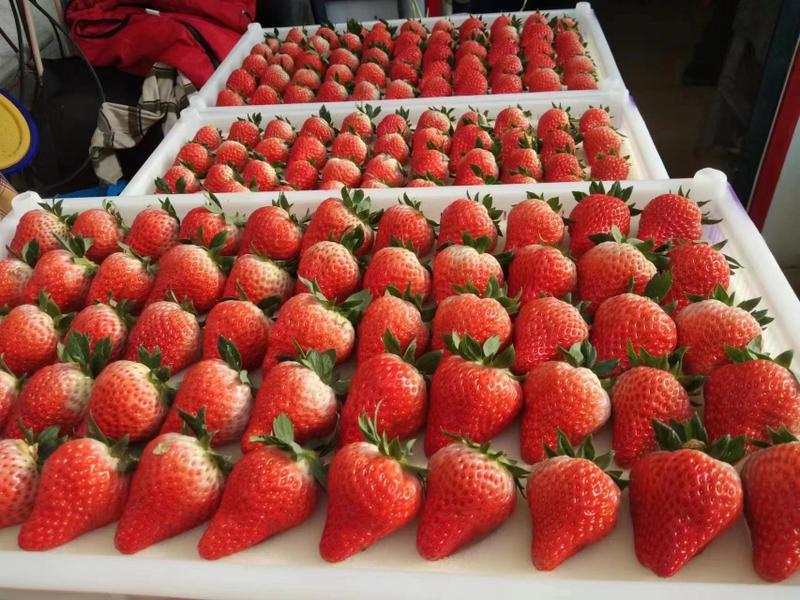 丹东草莓99草莓红颜草莓品质保障现摘现发诚信合作欢迎来电