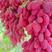 葡萄苗新品种早熟深红无籽浪漫红宝石巨盛一号包成活率