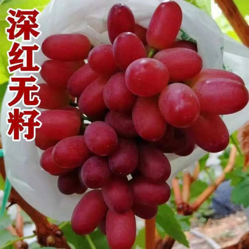 葡萄苗新品种早熟深红无籽浪漫红宝石巨盛一号包成活率