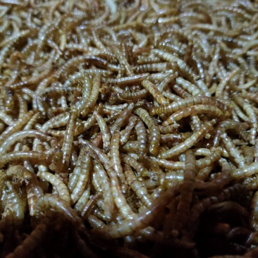 黄粉虫干虫