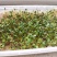 沙打旺种子多年生牧草四季绿肥防沙固土护坡耐寒耐旱