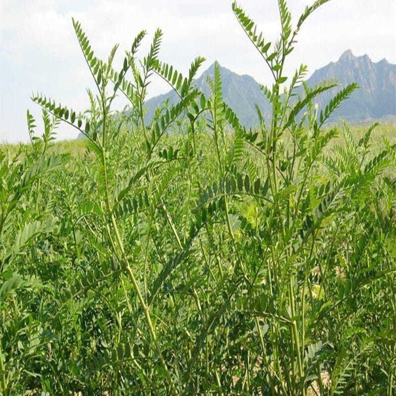 沙打旺种子多年生牧草四季绿肥防沙固土护坡耐寒耐旱