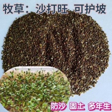 沙打旺种子多年生牧草四季绿肥防沙固土护坡耐寒耐旱