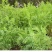 沙打旺种子多年生牧草四季绿肥防沙固土护坡耐寒耐旱