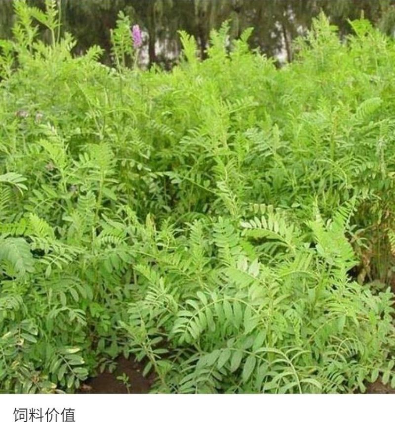 沙打旺种子多年生牧草四季绿肥防沙固土护坡耐寒耐旱