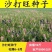 沙打旺种子多年生牧草四季绿肥防沙固土护坡耐寒耐旱
