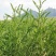 沙打旺种子多年生牧草四季绿肥防沙固土护坡耐寒耐旱