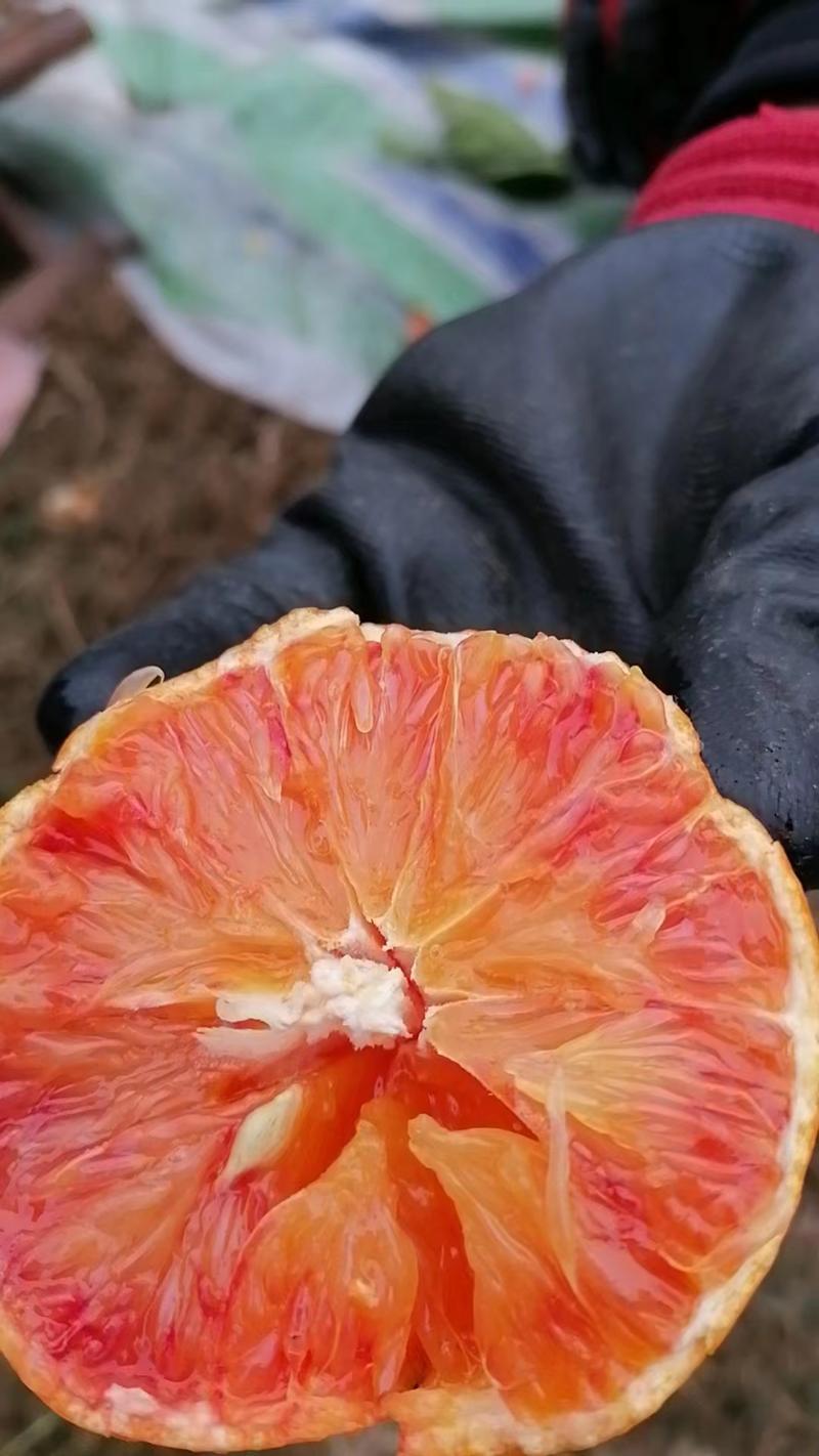 塔罗科血橙四川资中血橙产地直发量大从优电联采购