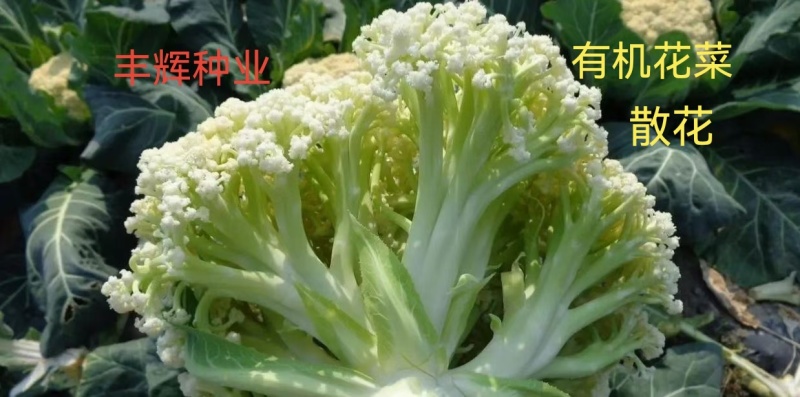 甘蓝苗松软黄芯口感好产量高抗病强苗厂直发品质保证