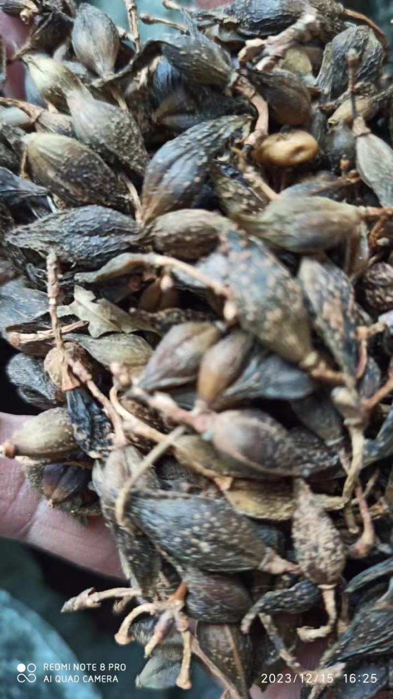 【精品】水煮连翘，产地直发，质量保证，欢迎来电选购