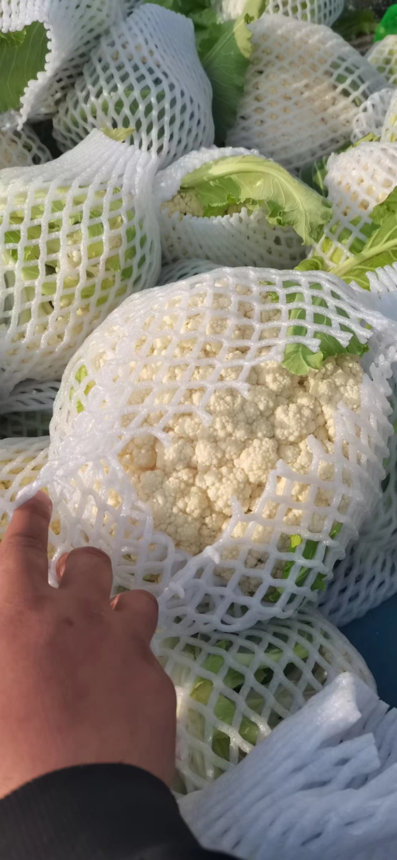 河南开封通许精品菜花/松花菜产地直供一手货源品质保证
