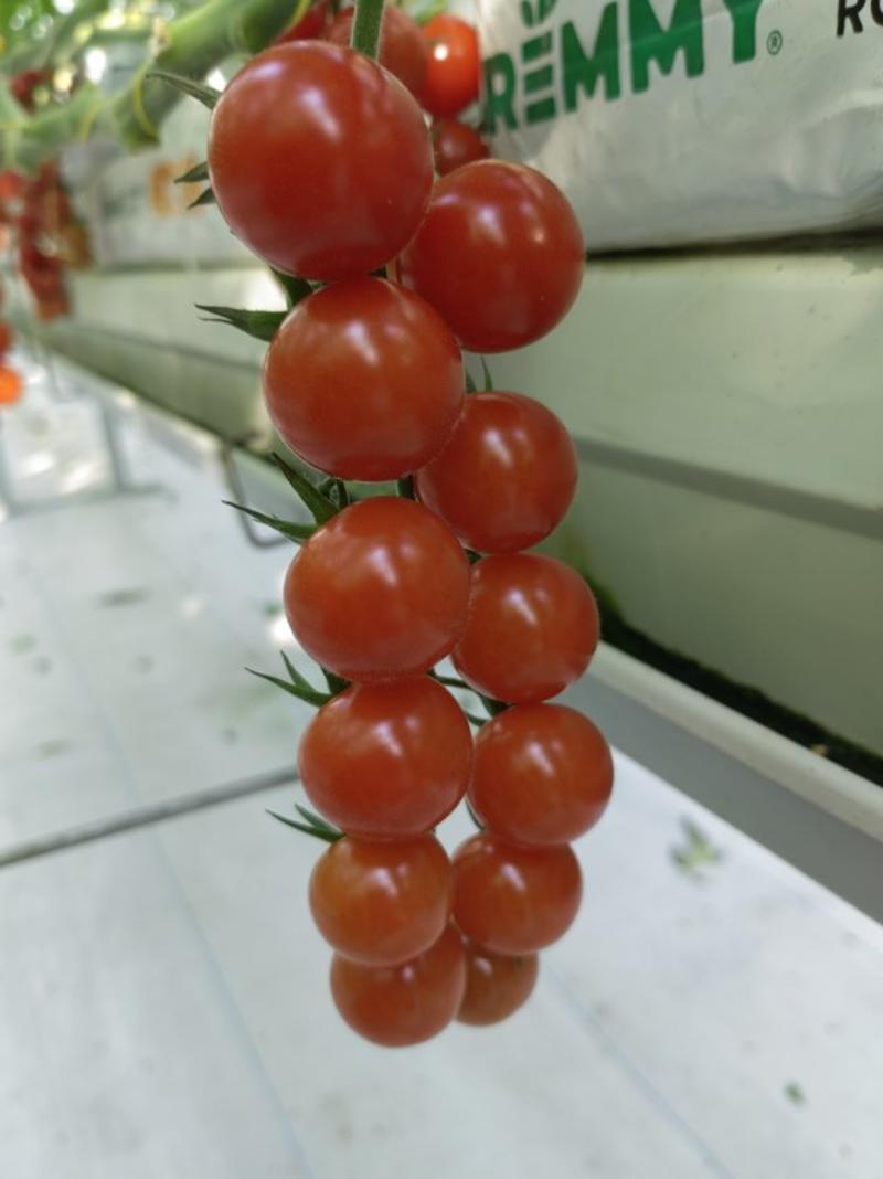 串收樱桃番茄品种sapolo192糖度:8