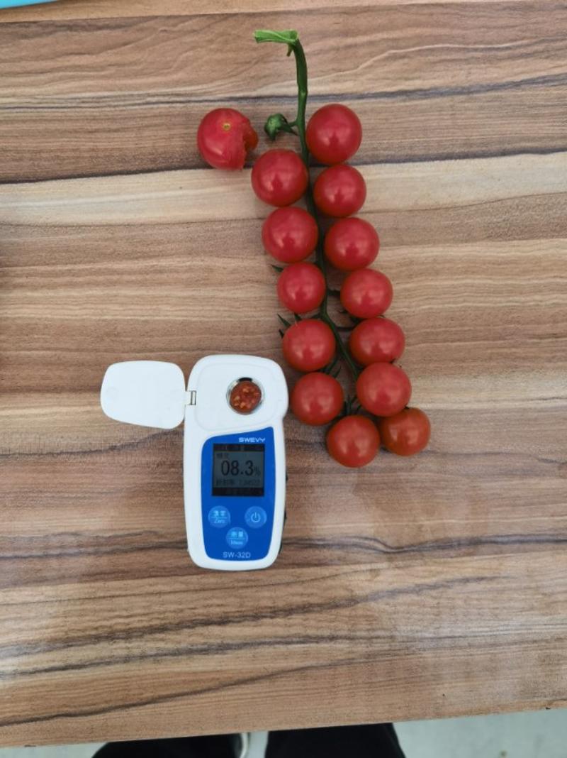 串收樱桃番茄品种sapolo192糖度:8