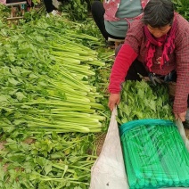 芹菜西芹法国皇后芹菜温棚芹菜冷棚芹菜陆地芹菜