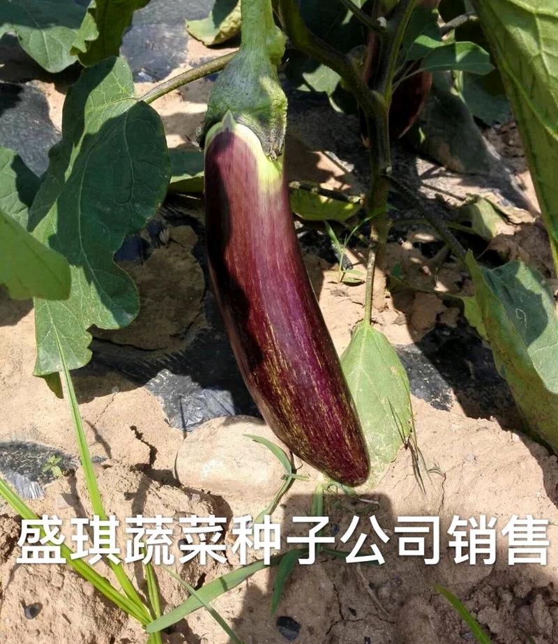 紫荆茄2号种子早中熟早春大棚种植春露地栽培