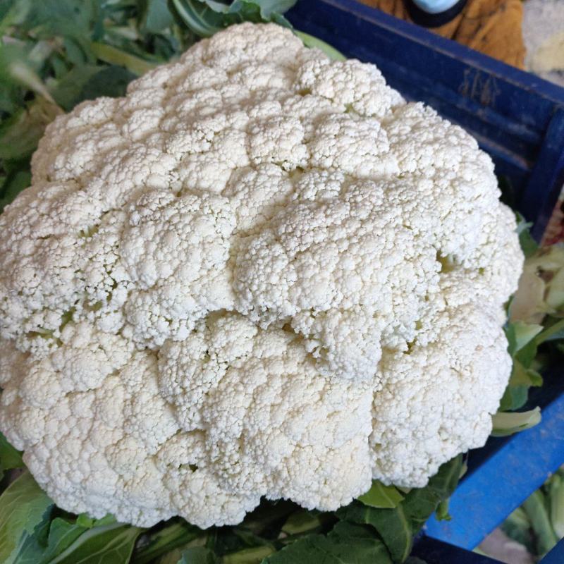精品菜花品质保证货源充足量大从优可视频