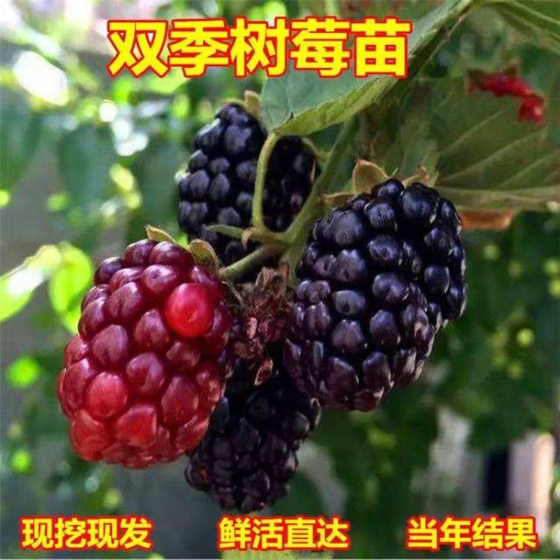 树莓苗覆盆子树莓苗树草莓树苗南方北方当年结果