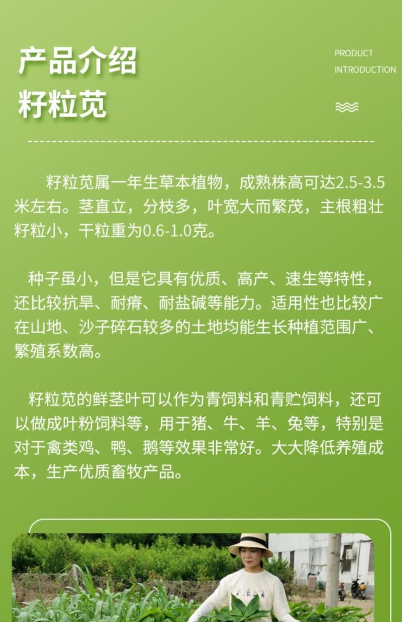 进口美国籽粒苋种子优质高产蛋白畜禽牧草黑白黄千穗谷鸡鸭鹅