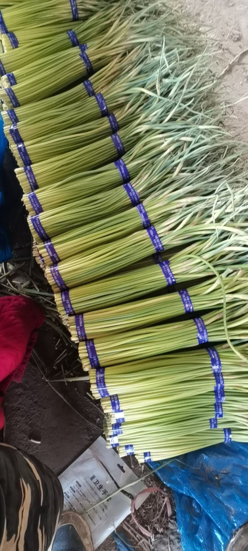 通许县红帽蒜薹，捆扎把，原大把，上直下直。长粗绿