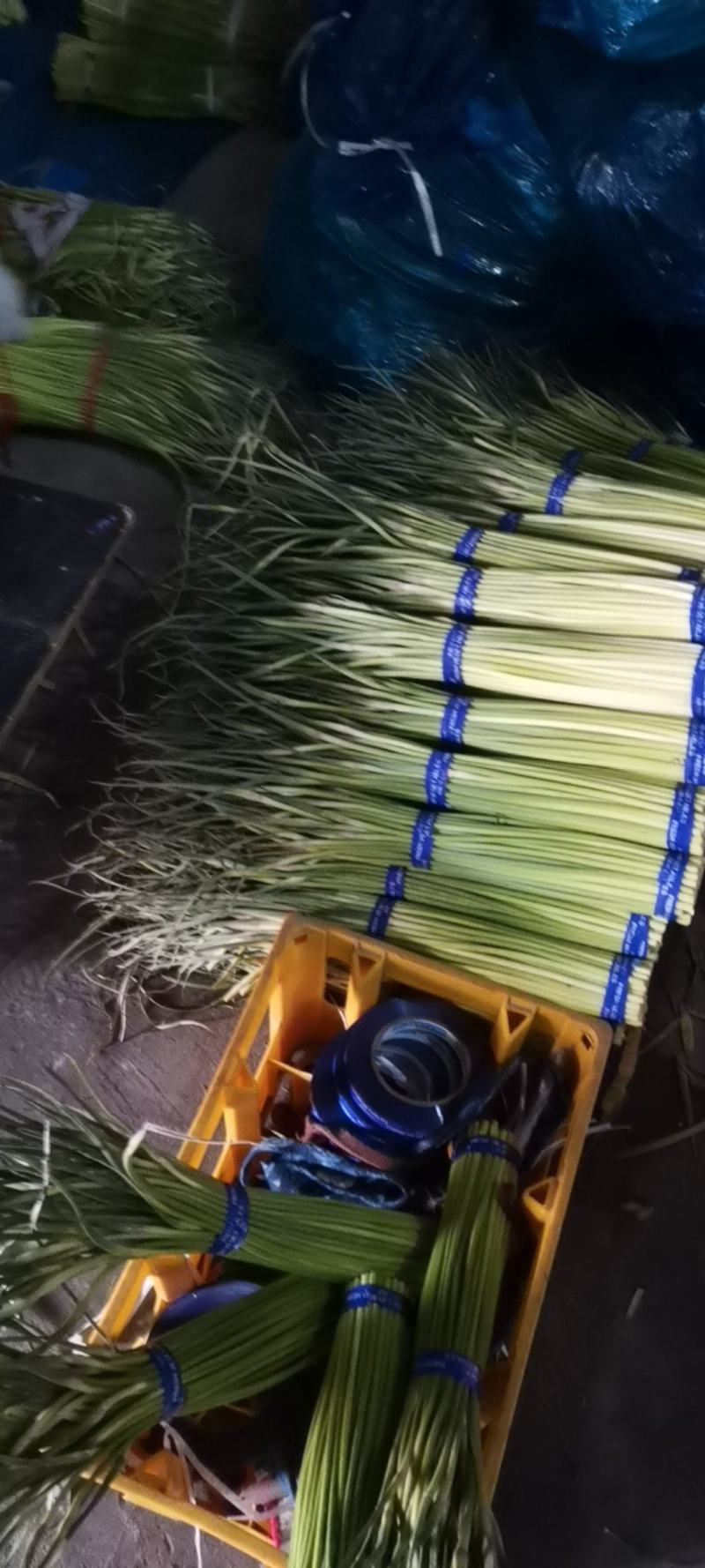通许县红帽蒜薹，捆扎把，原大把，上直下直。长粗绿
