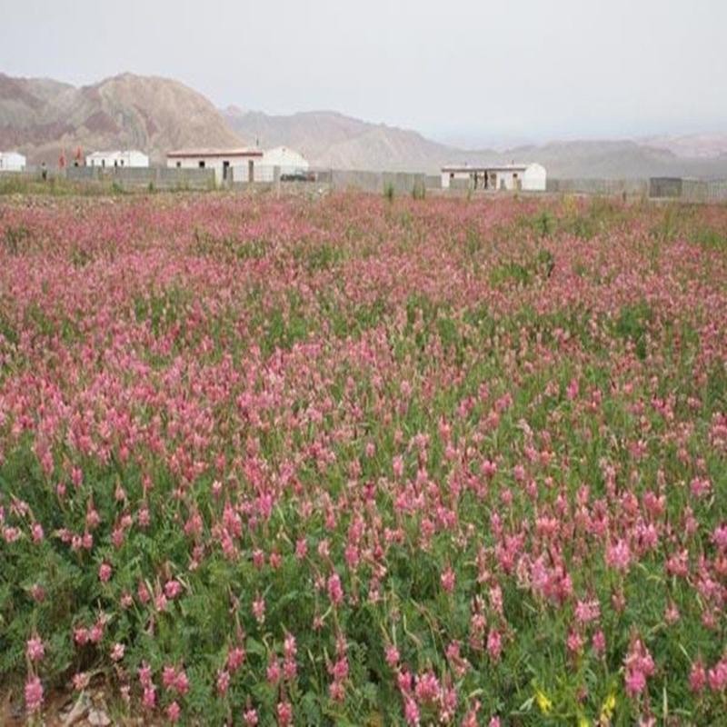 红豆草种子多年生牧草种子耐寒耐旱耐盐碱各类家畜喜食用牧草