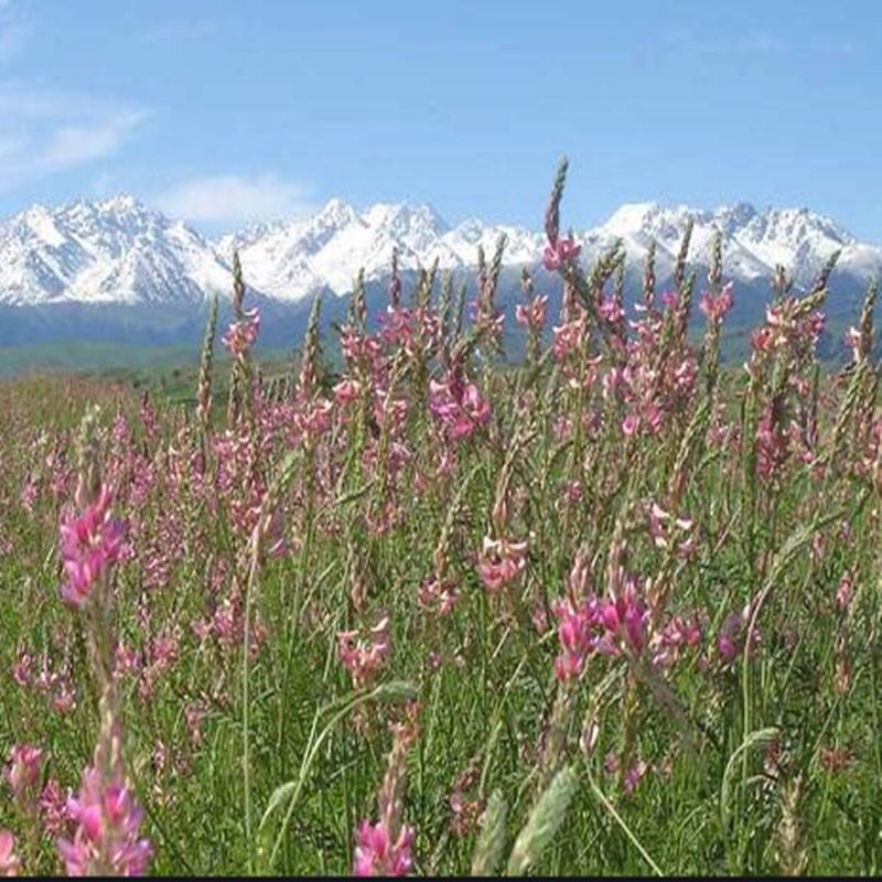 红豆草种子多年生牧草种子耐寒耐旱耐盐碱各类家畜喜食用牧草