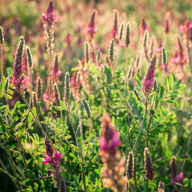 红豆草种子多年生牧草种子耐寒耐旱耐盐碱各类家畜喜食用牧草