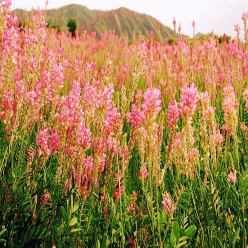 红豆草种子多年生牧草种子耐寒耐旱耐盐碱各类家畜喜食用牧草