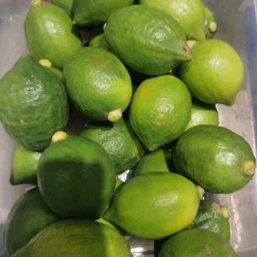 广东香水柠檬