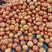 温州硬粉西红柿大量上市产地直发价格优惠欢迎咨询