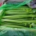 河北精品芹菜一手货源产地直销量大从优欢迎老板来电