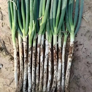 河南南阳长白大葱毛葱大量有货欢迎联系量大从随行就市