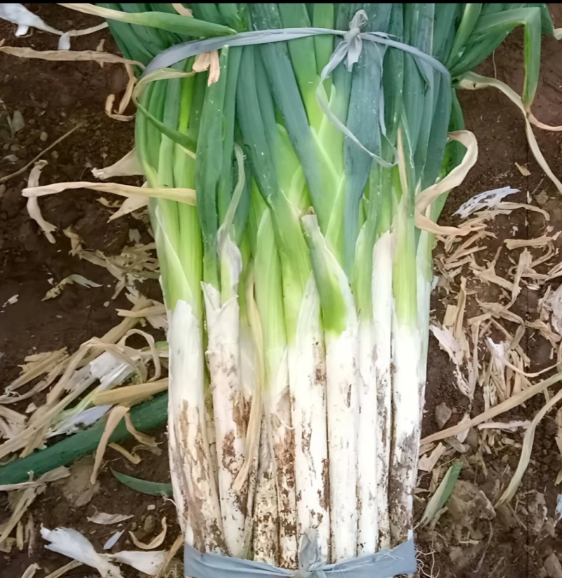 河南南阳长白大葱毛葱大量有货欢迎联系量大从随行就市