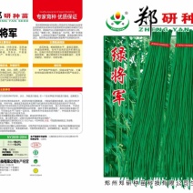 【精】郑研绿将军豆角种子，抗高温，结荚多，抗病好！