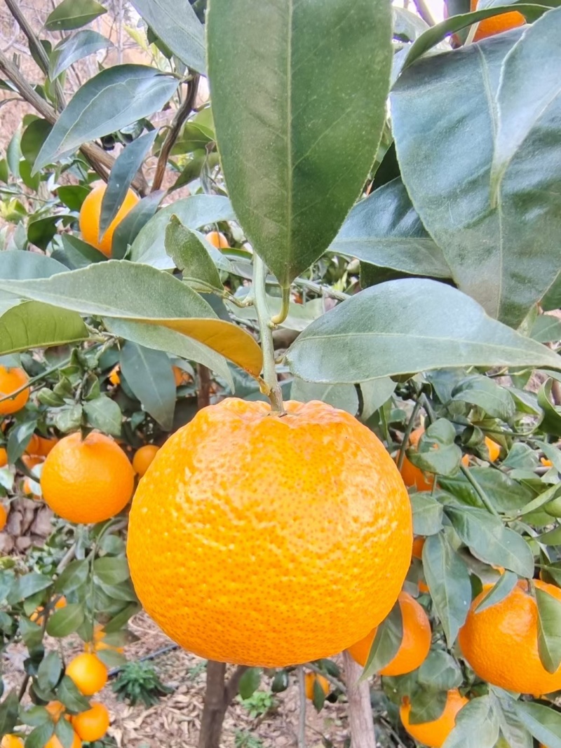 黄果柑