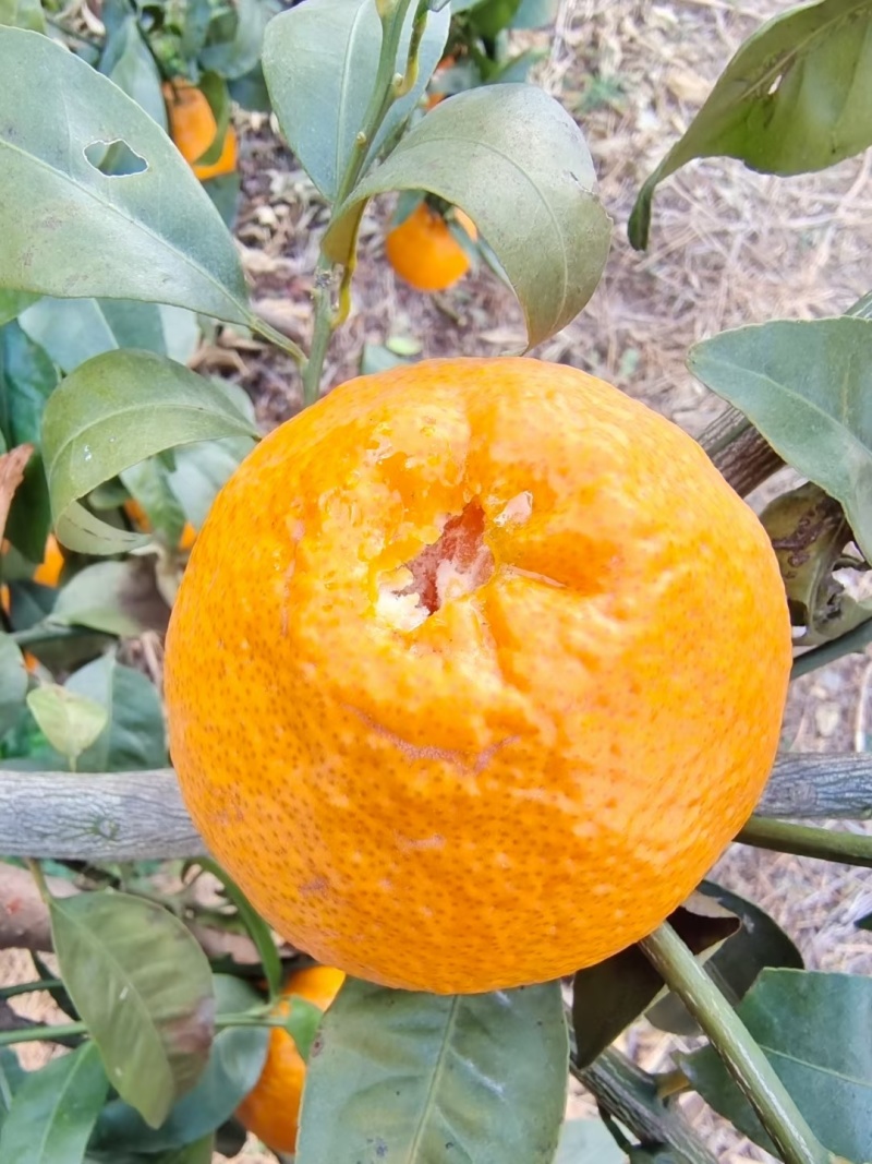 黄果柑