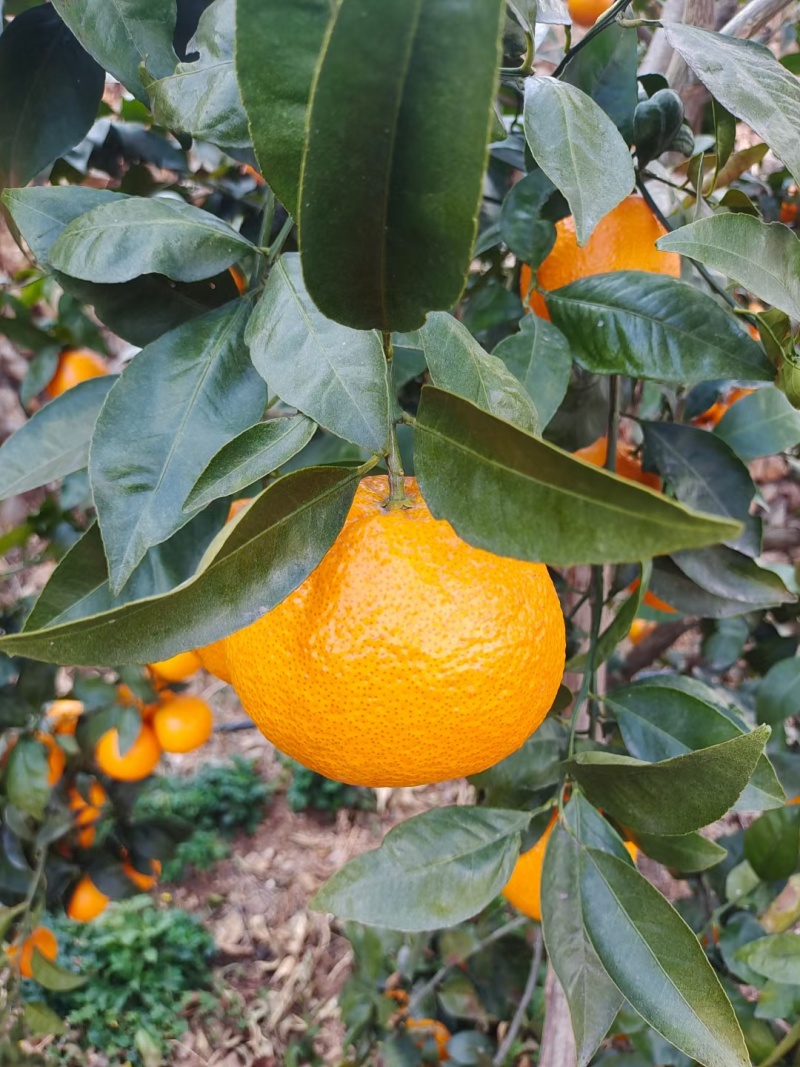 黄果柑